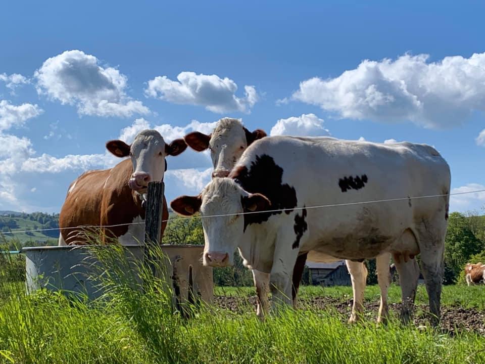 FERME_DU_CHENET-_VACHES