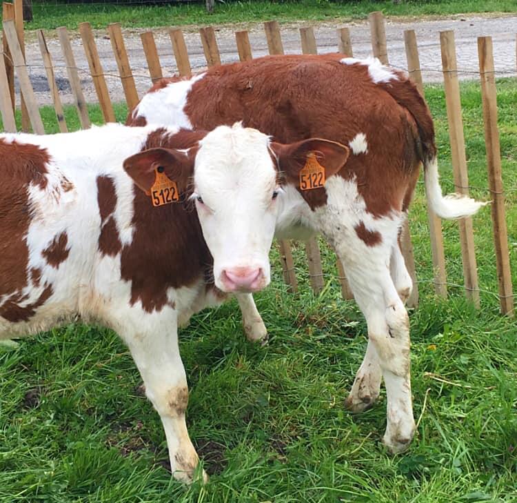 ferme-traditionnelle-les-ollieres