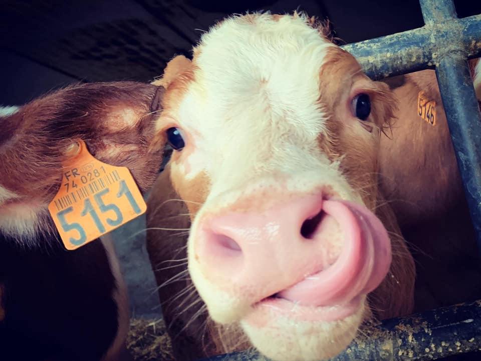 FERME DU CHENET- VEAU- jpeg